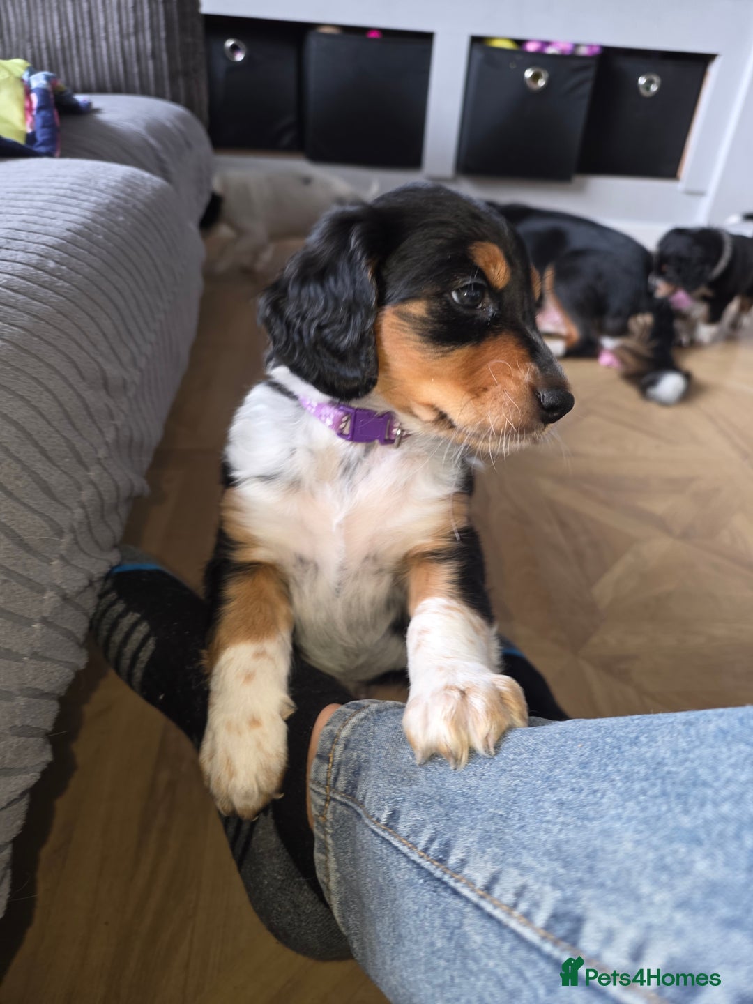 Mixed Breed dogs for sale: Border doodle - Image 28