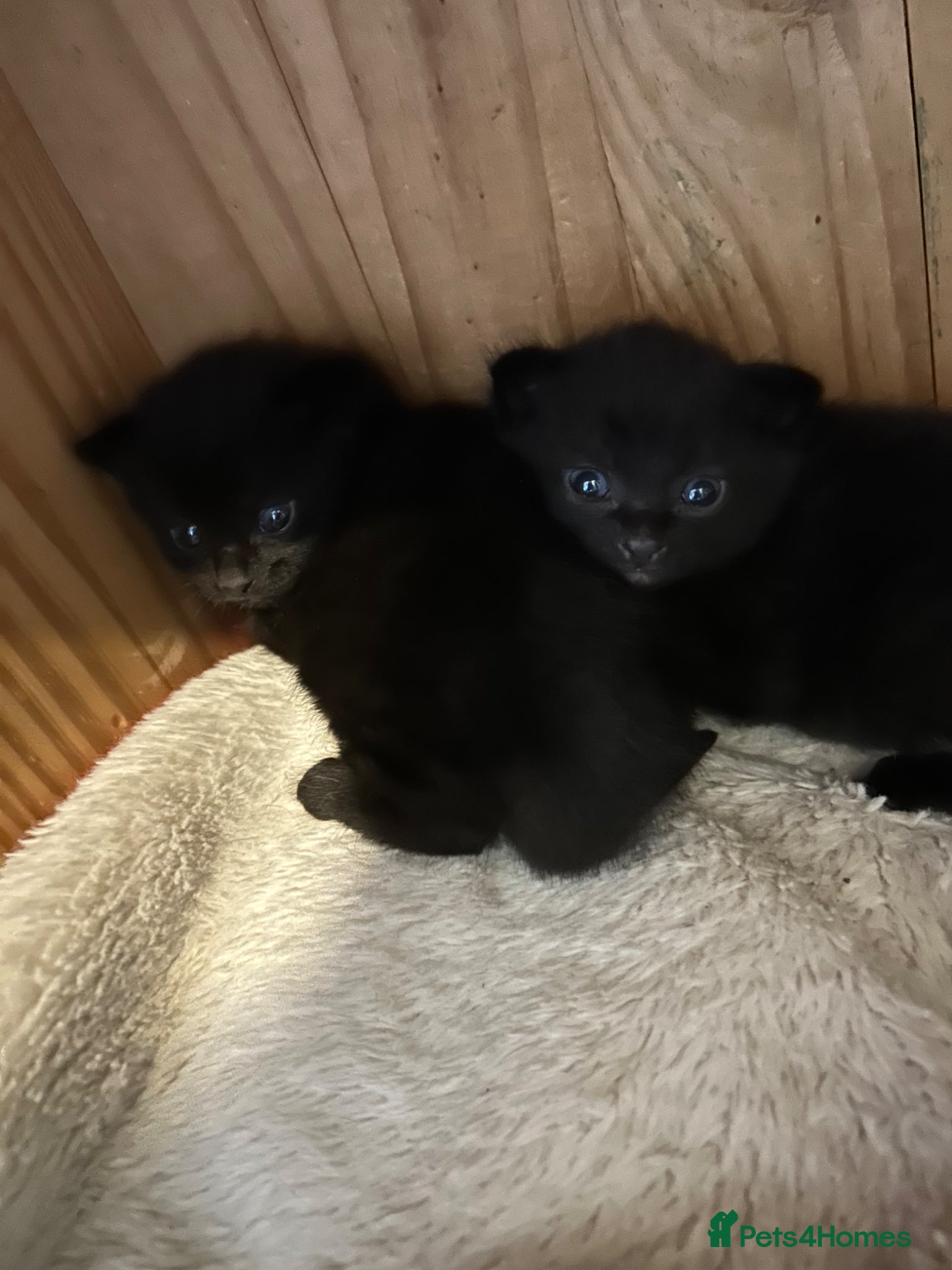Mixed Breed cats X4 Black kittens - Advert 1
