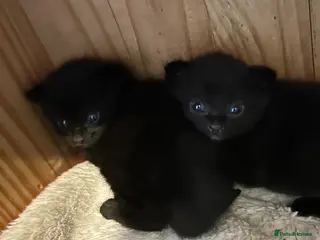 Mixed Breed cats X4 Black kittens - Advert 7