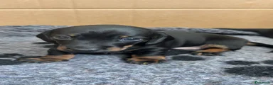 Miniature Dachshund 4 🩷