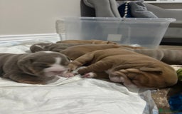 English Bulldog dogs for sale: English bulldog puppies  - Advert 10