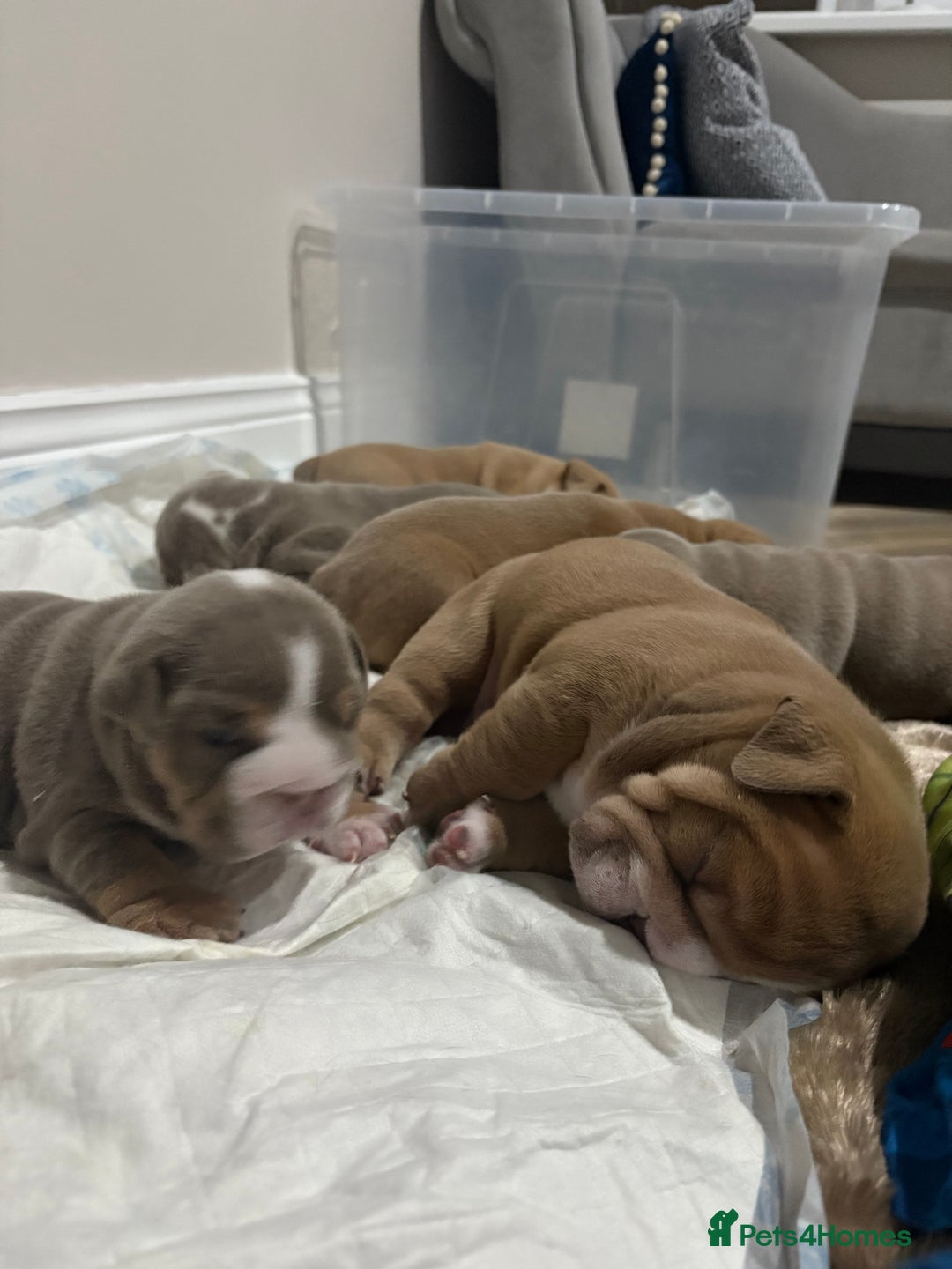 English Bulldog dogs for sale: English bulldog puppies  - Advert 10