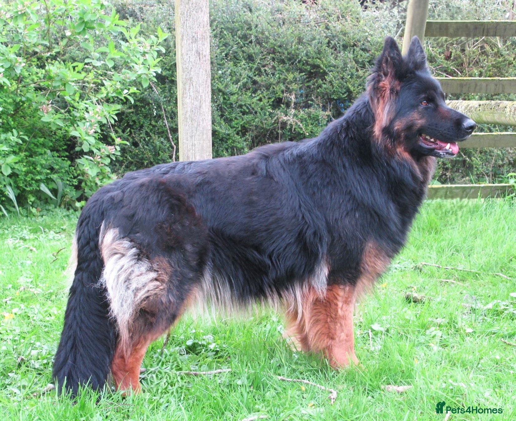 German Shepherd dogs Long coat GSD Pups With Health tested Parents - Advert 5