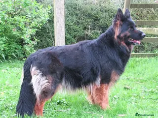 German Shepherd dogs Long coat GSD Pups With Health tested Parents - Advert 11