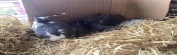 Rex rabbits for sale: Mini Rex in Liverpool - Advert 3