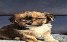 Lhasa Apso dogs for sale: Lhasa Apso Puppies – Tiny Tails, Big Hearts! - Image 38