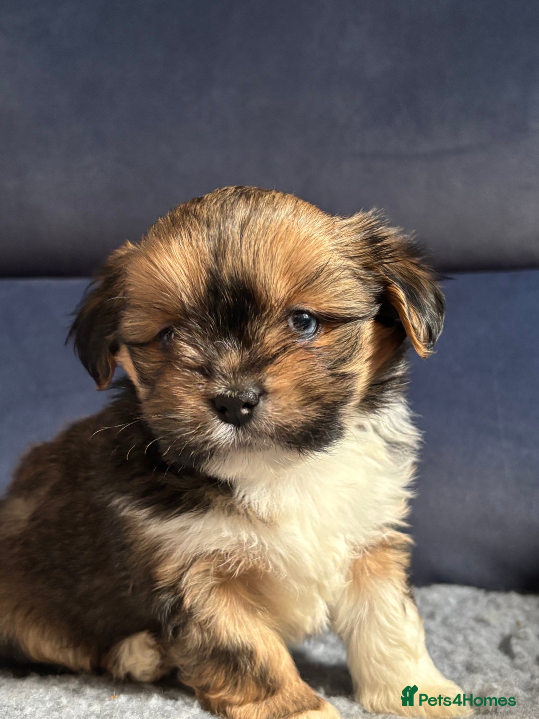 Lhasa Apso dogs for sale: Lhasa Apso Puppies – Tiny Tails, Big Hearts! - Image 38