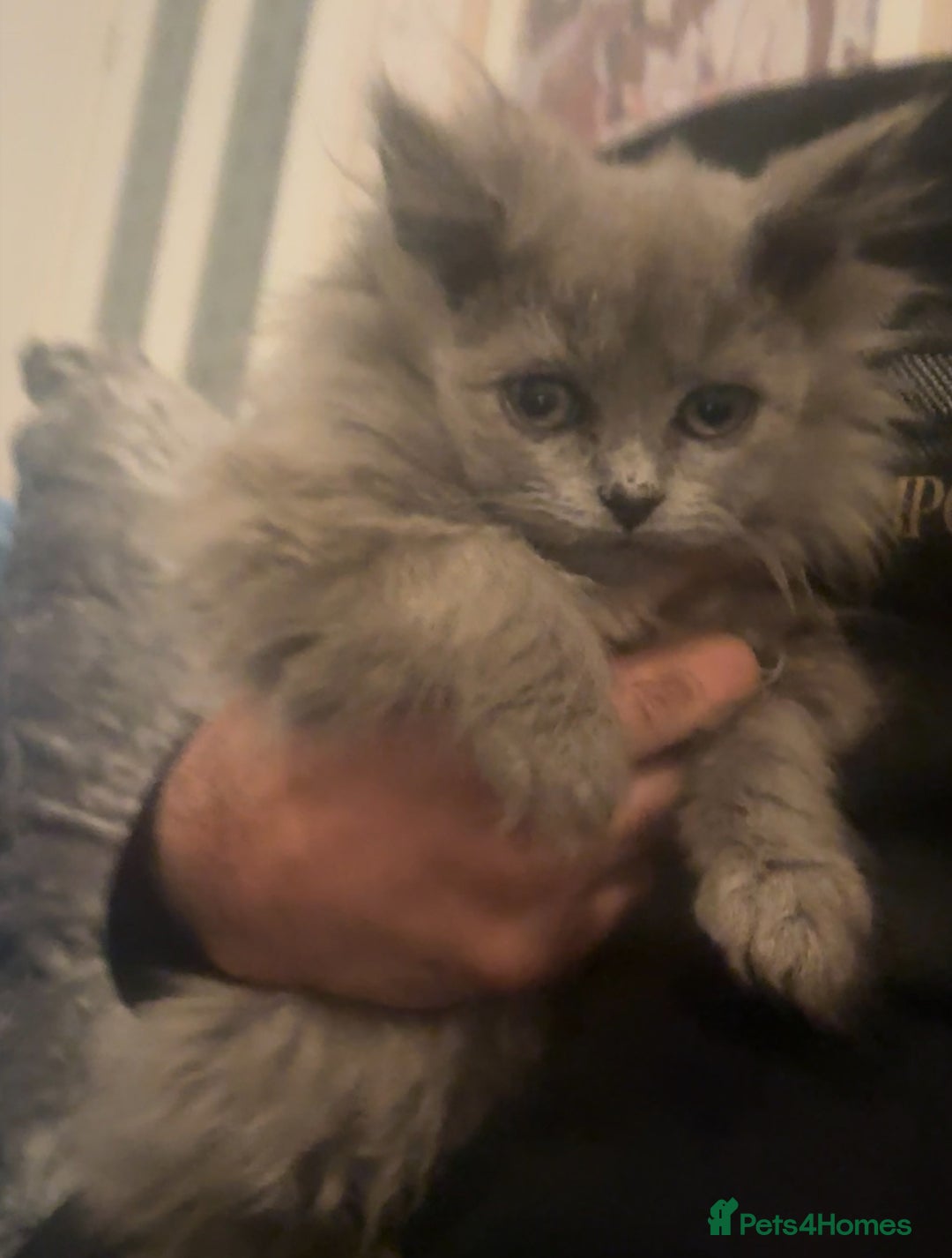 British Longhair cats for sale: Adorable British Longhair Kittens Ready Now! - Advert 15