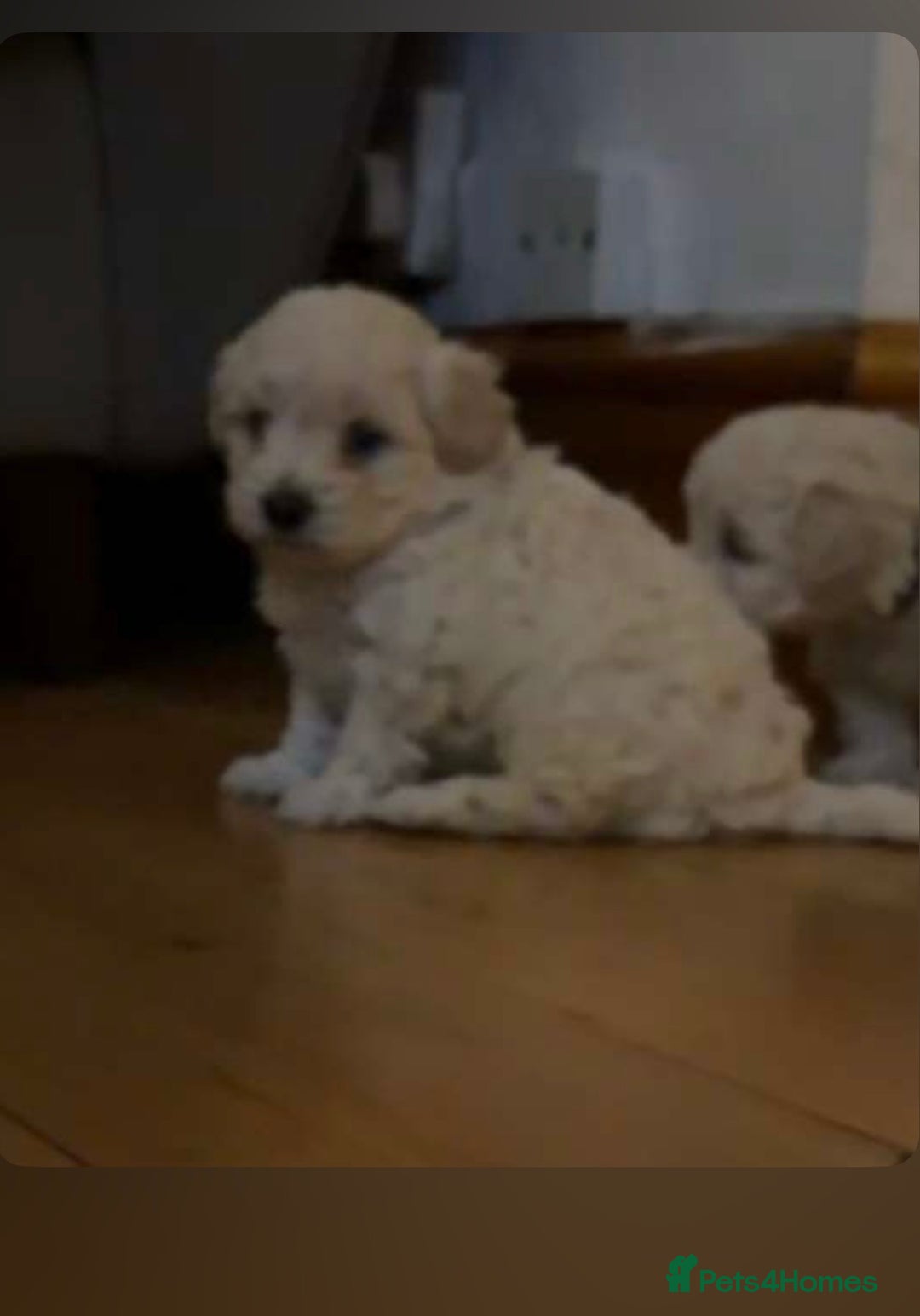 Maltipoo dogs for sale: Maltipoos puppies  - Advert 5