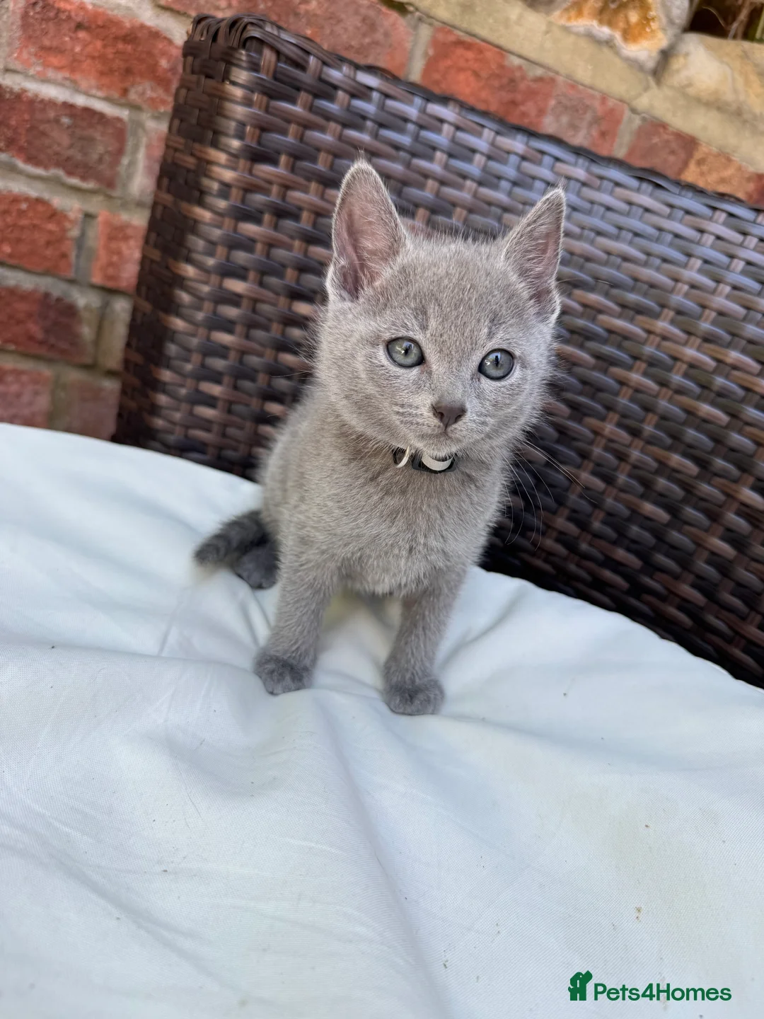 Russian Blue cats for sale: Pure Russian Blue Kittens - Advert 2