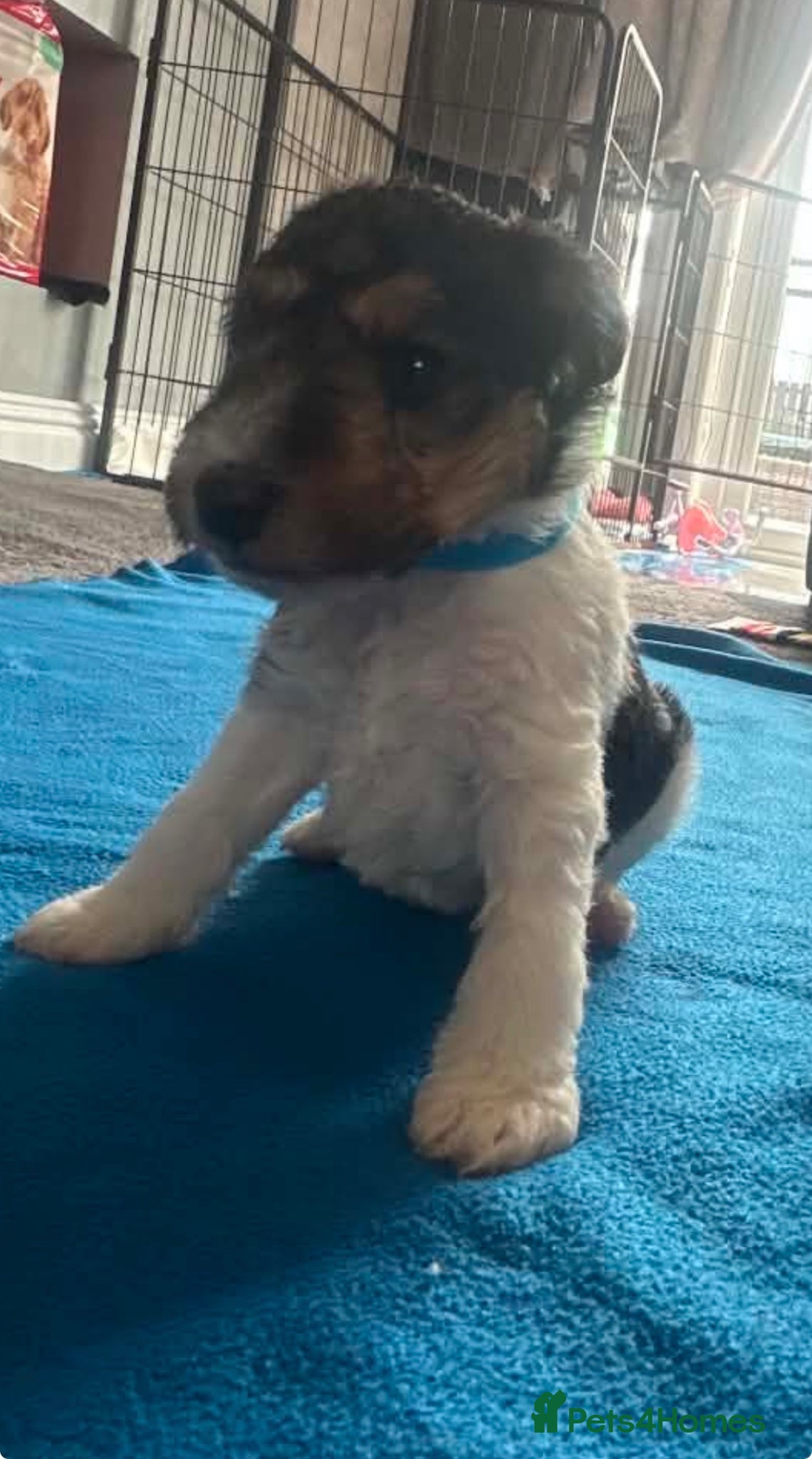 Fox Terrier dogs for sale: Wire haired fox terrier - Advert 22