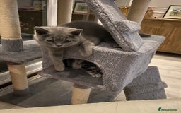 British Shorthair cats for sale: British Blue kittens  - Image 5