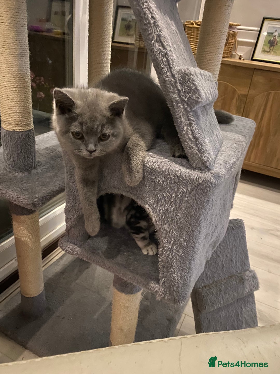 British Shorthair cats for sale: British Blue kittens  - Image 5