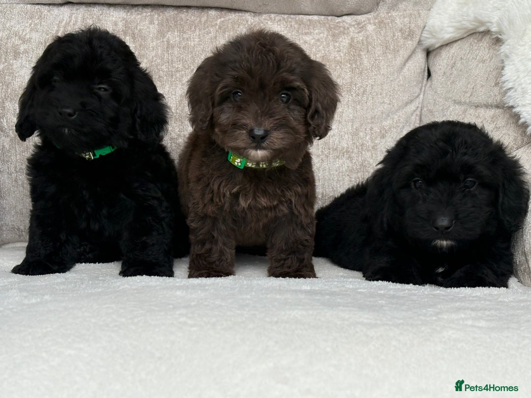 Cockapoo dogs for sale: 😍😍 F1 cockapoo puppies 😍😍 - Image 4