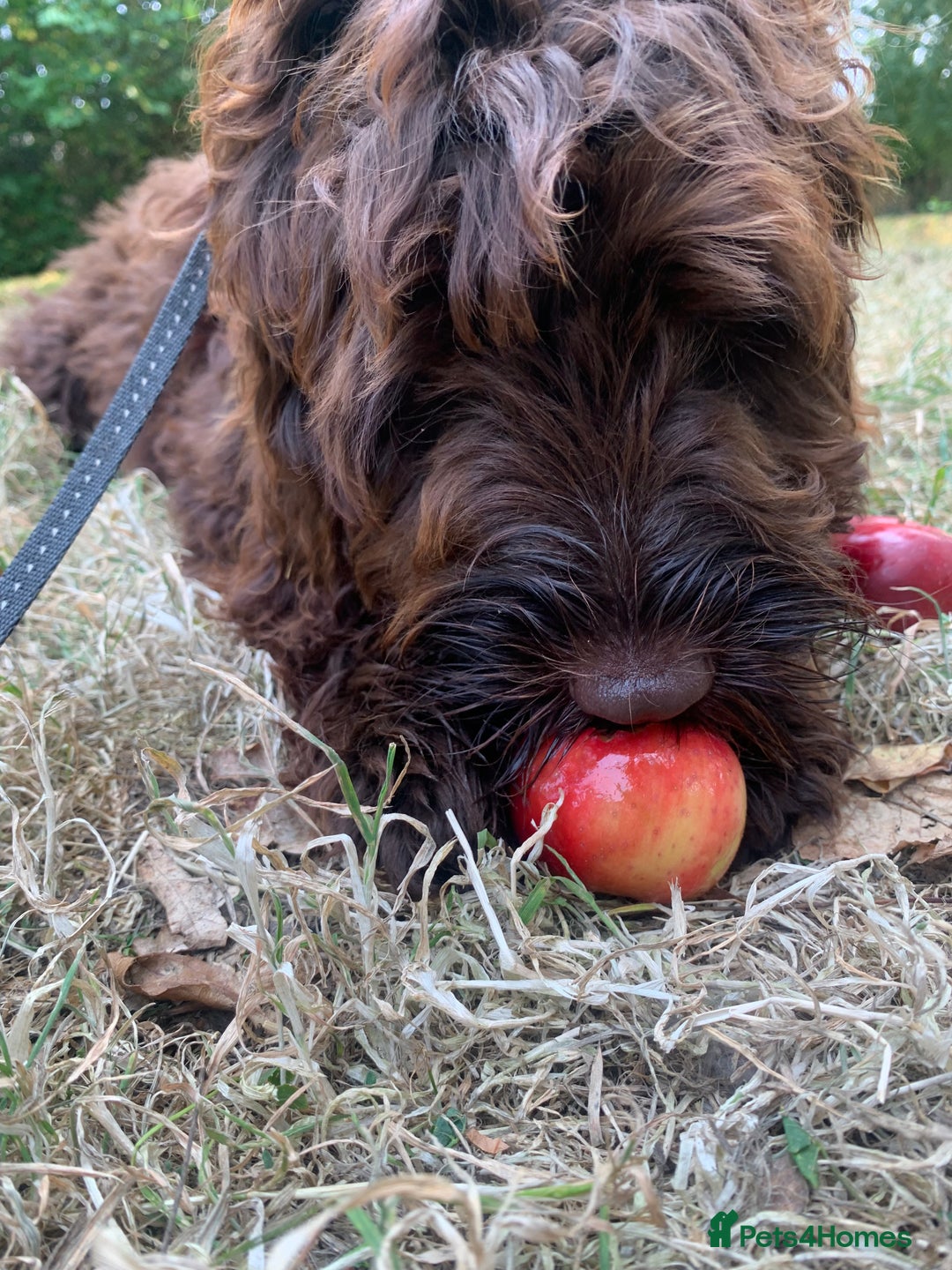 Cockapoo dogs for sale: 1 year old male cockapoo  - Advert 15