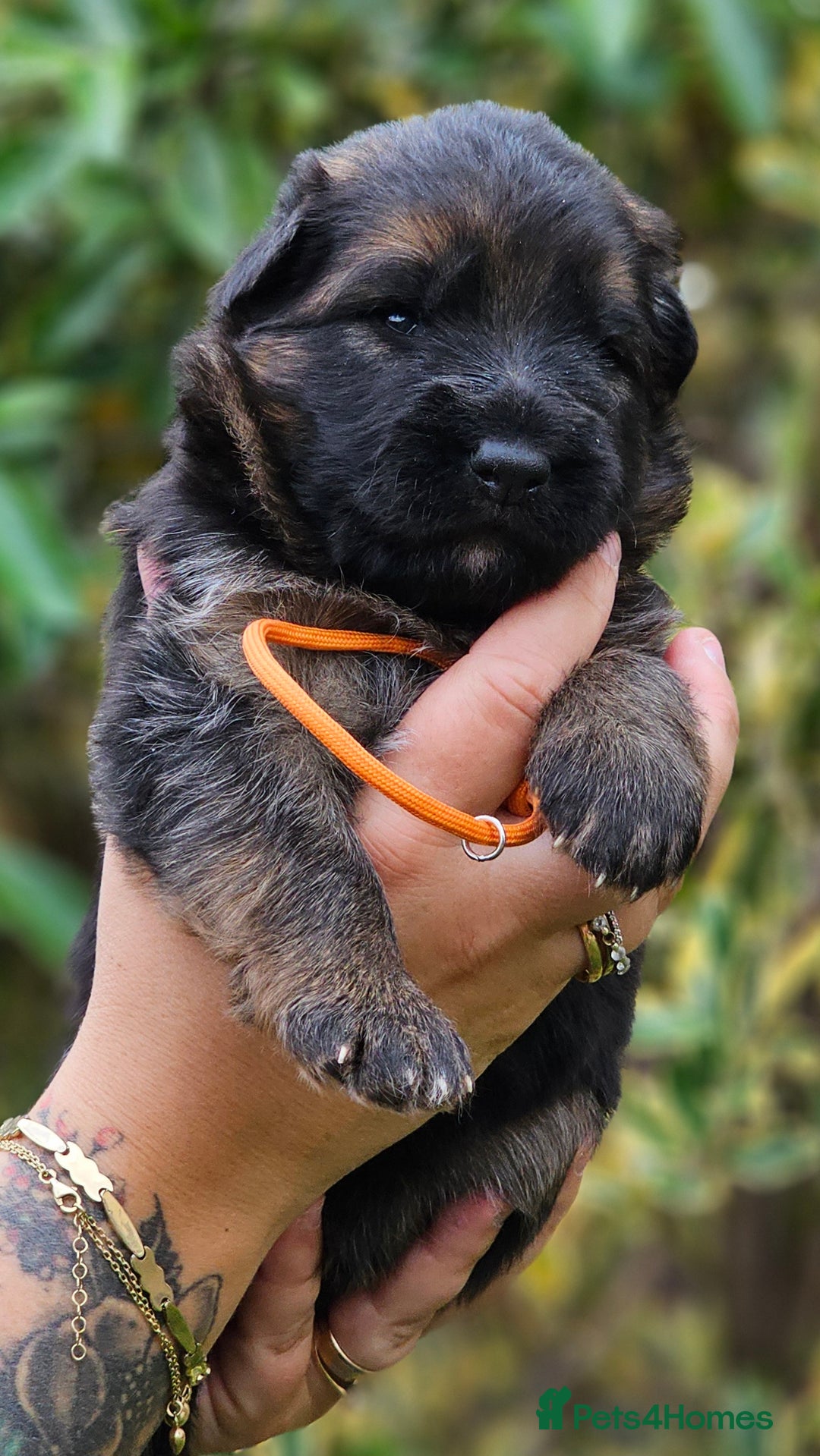 German Shepherd dogs for sale: Long Coat, Health tested, DM clear, GSD pups - Image 39