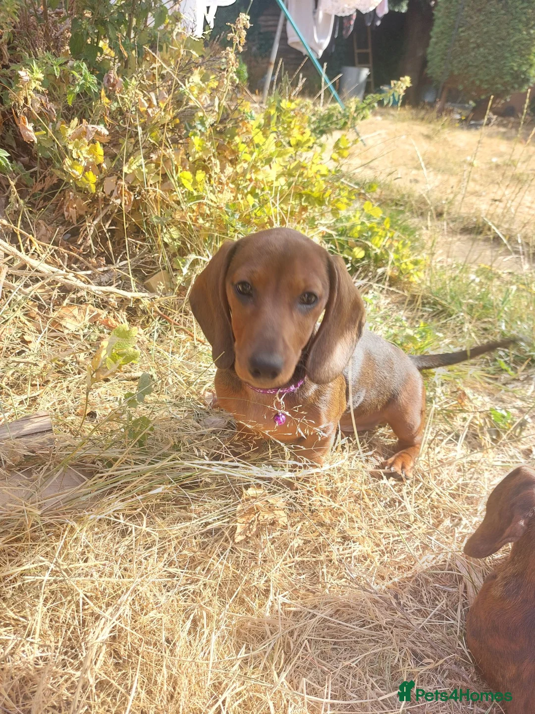 Dachshund dogs for sale: Unusual Red Fade & Red Brindle Standard dachshunds - Advert 20