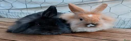 Mini Lion Lop rabbits for sale: Beautiful black Mini Lion Lop Doe – Ready now 🩷 - Advert 2