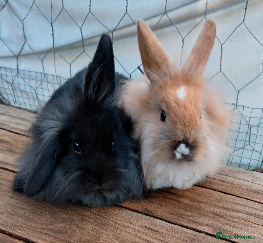 Mini Lion Lop rabbits for sale: Beautiful black Mini Lion Lop Doe – Ready now 🩷 - Advert 2