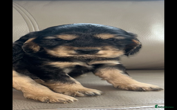Cocker Spaniel dogs for sale: Kc reg show type cocker spaniels  - Image 15