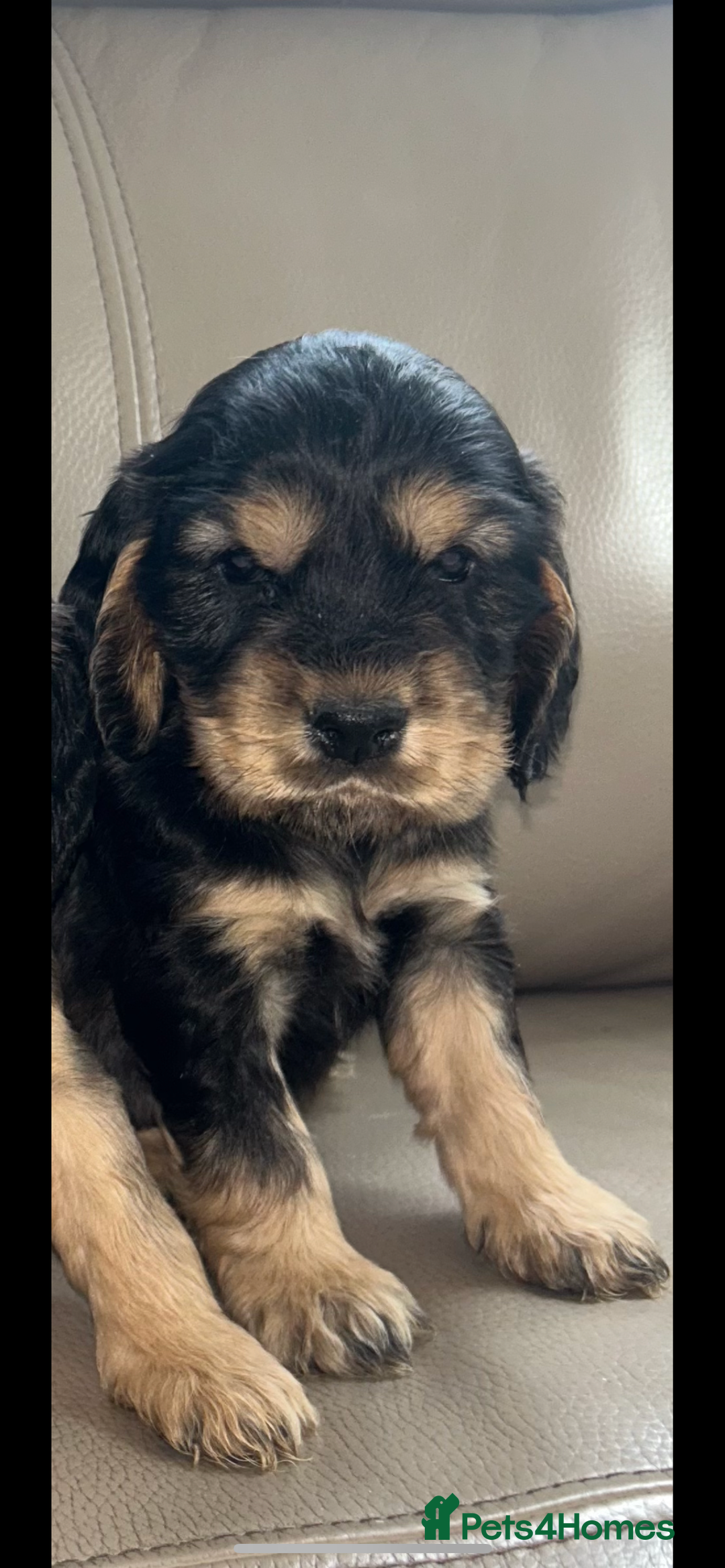 Cocker Spaniel dogs for sale: Kc reg show type cocker spaniels  - Image 15