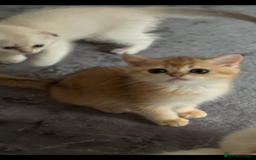 Scottish Fold cats for sale: elite purebred friendly Scottish Fold and Straight - Image 6