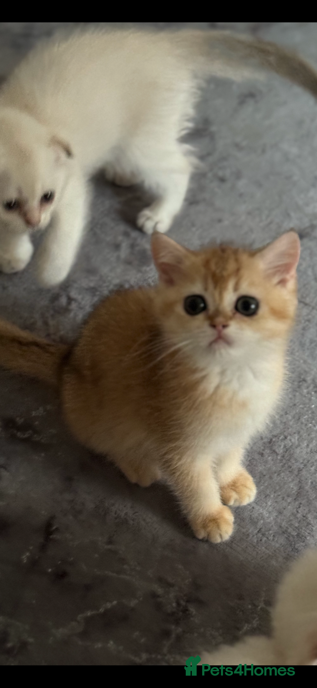 Scottish Fold cats for sale: elite purebred friendly Scottish Fold and Straight - Image 6