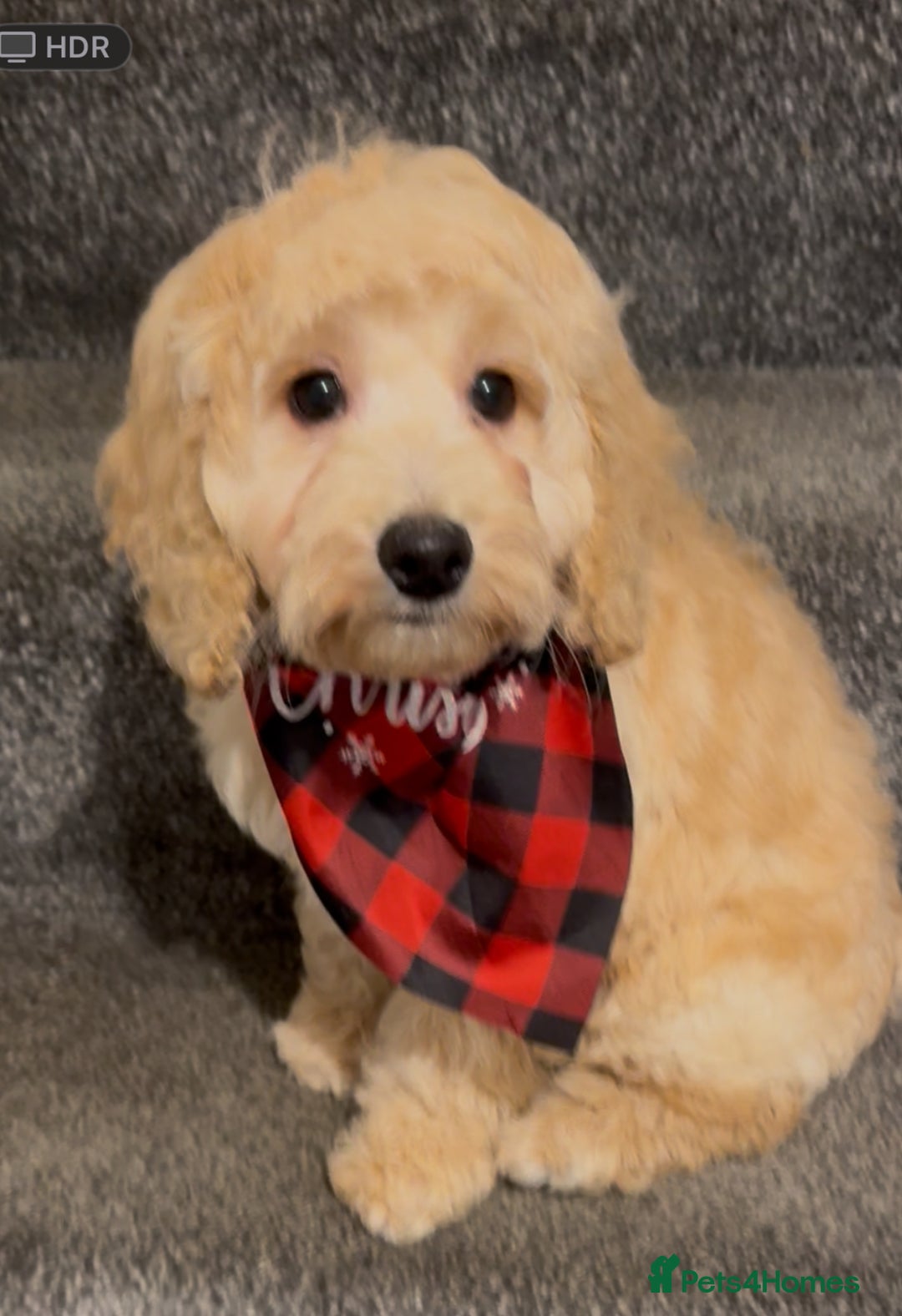 Cockapoo dogs for sale: Beautiful cockapoo puppy ready now xxx - Advert 2