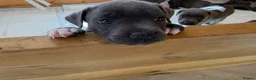 Staffordshire Bull Terrier dogs for sale: Blue staffordshire bull terrier puppies - Advert 16