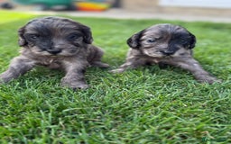 Cockapoo dogs for sale: F1 show cockapoos - Image 15