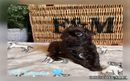 Shih Tzu dogs for sale: Stunning KC chocolate imperial Shihtzu puppies - Image 20