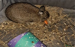 Netherland Dwarf rabbits for sale: Netherland Dwarf Rabbit - Image 2