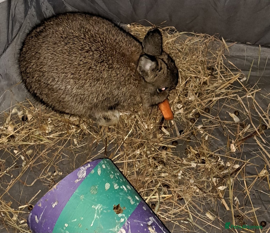 Netherland Dwarf rabbits for sale: Netherland Dwarf Rabbit - Image 2