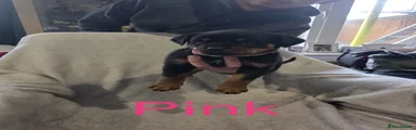 Rottweiler pink puppy