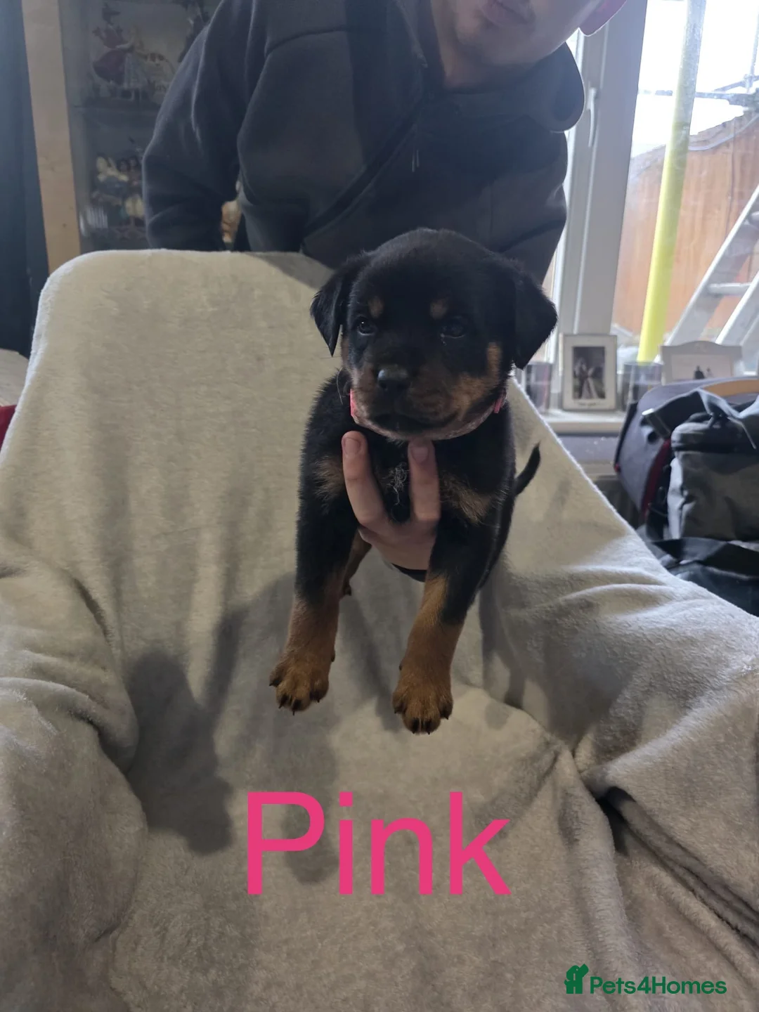 Rottweiler dogs for sale: Purebred Rottweiler Puppies ready to leave  - Advert 9