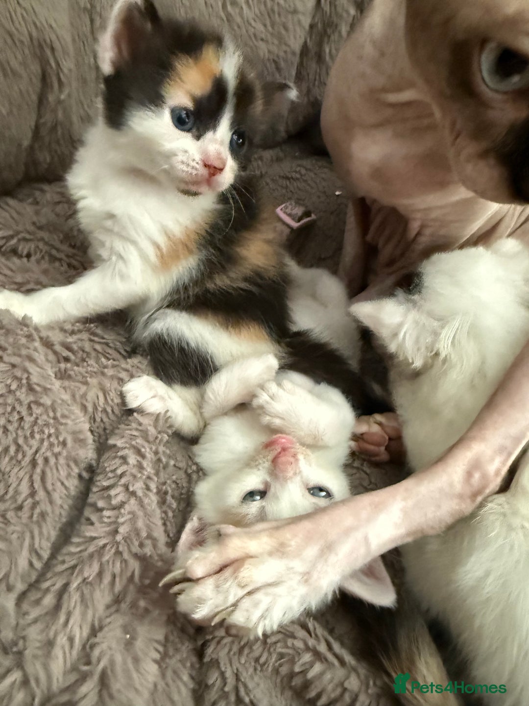 Mixed Breed cats for sale: Half Sphynx  - Image 9