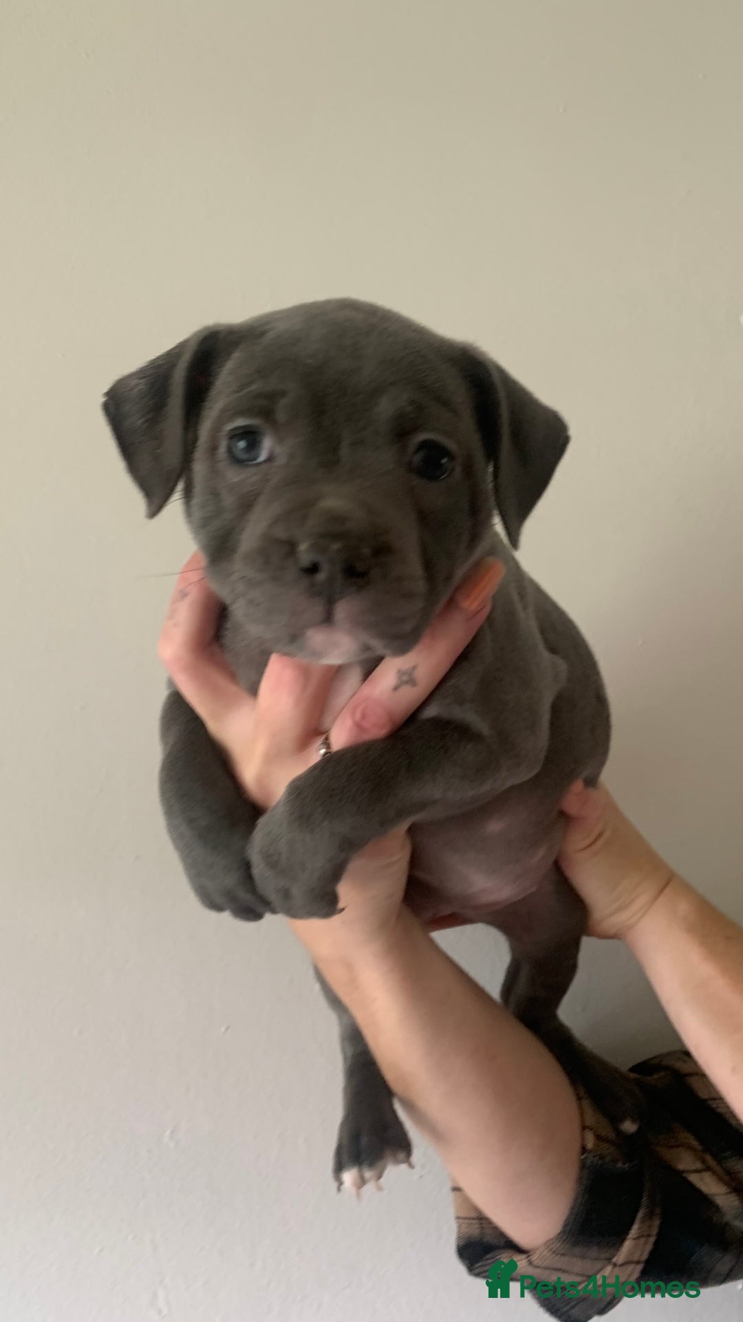 Staffordshire Bull Terrier dogs for sale: Blue Staffordshire bull terrier puppies  - Image 23