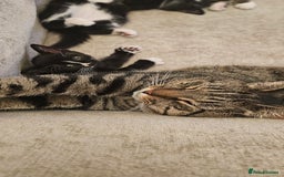 Domestic Shorthair cats for sale: Kittens looking for their forever home 🩷🩵🩷 - Image 10