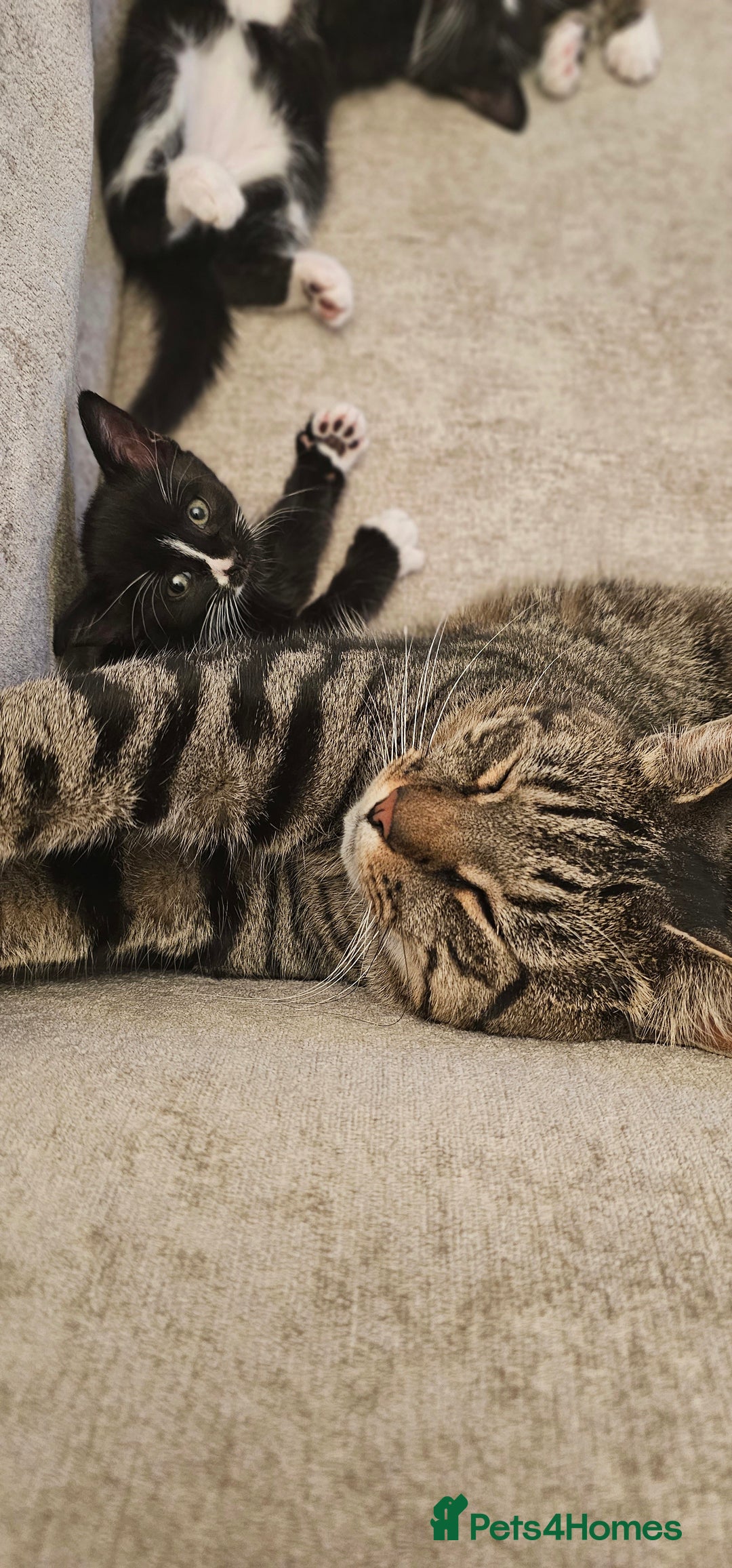 Domestic Shorthair cats for sale: Kittens looking for their forever home 🩷🩵🩷 - Image 10