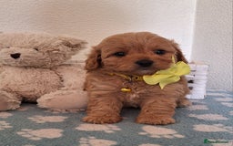 Cavapoochon dogs for sale: 5 🌟 DNA tested Cavapoochon pups - Image 14