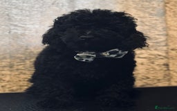 Toy Poodle dogs for sale: REDUCED READY NOW !! 2 beautiful toy poodle babies - Image 13