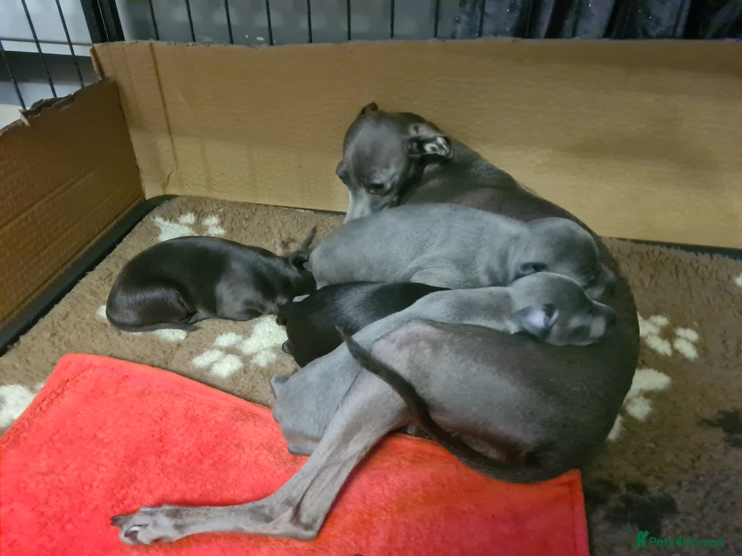Italian Greyhound dogs for sale: 4 stunning Italian greyhound puppies  - Image 14