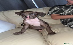 Mixed Breed dogs for sale: !!1 FEMALELEFT!! Merle CaneCorso x American bullys - Image 8