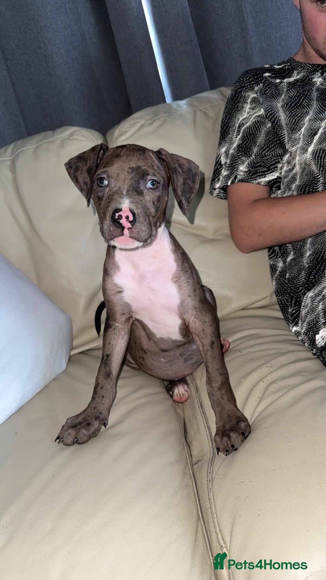 Mixed Breed dogs for sale: !!1 FEMALELEFT!! Merle CaneCorso x American bullys - Image 8