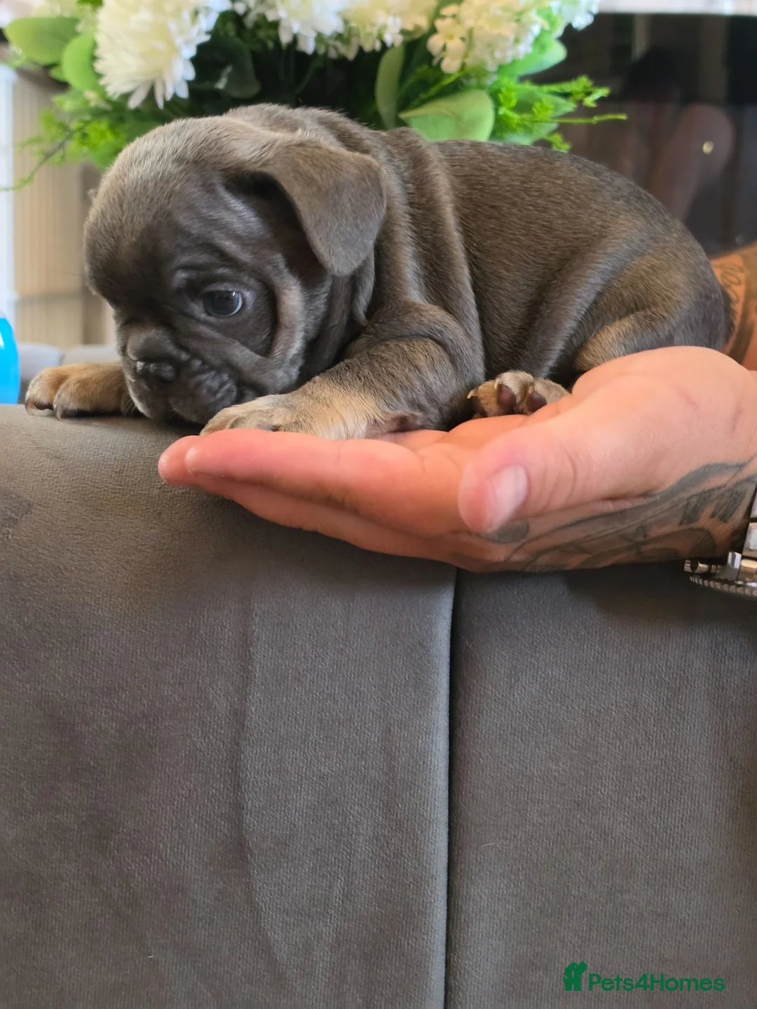 French Bulldog dogs for sale: £695 any pup Frenchbulldogs😍❤️9 week old - Advert 40
