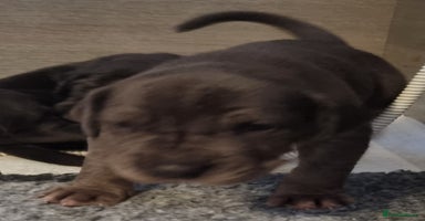 Great Dane dogs - Advert 11