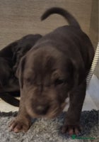 Great Dane dogs - Advert 1