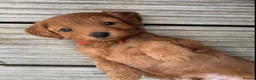 Cockapoo dogs for sale: COCKAPOO PUPPIES - Advert 32