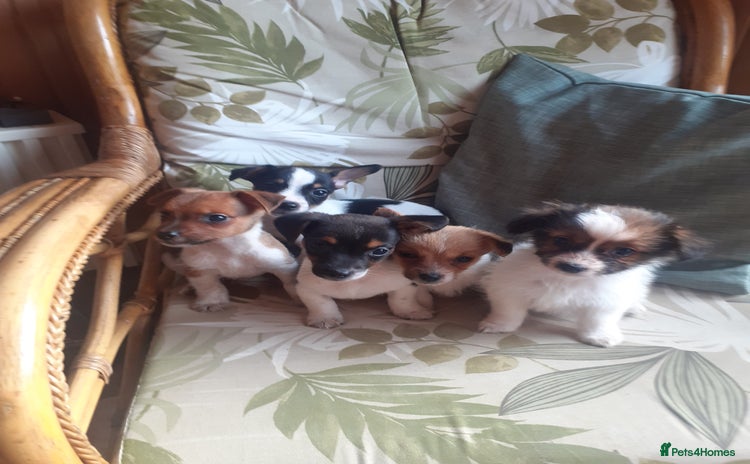 Jack Russell dogs - Advert 6