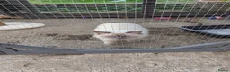 Ragdoll cats for sale: 3 year old seal point Ragdoll for sale  - Advert 2
